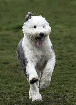 https://upload.wikimedia.org/wikipedia/commons/thumb/d/d1/Shaggy_Dog_running.jpg/256px-Shaggy_Dog_running.jpg