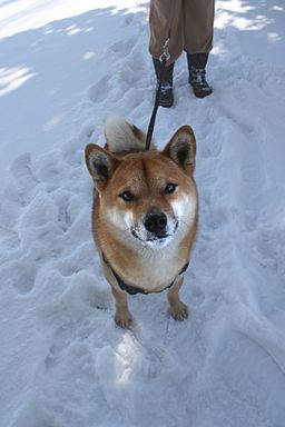 https://upload.wikimedia.org/wikipedia/commons/thumb/d/d5/Walking_dog_in_snow.jpg/256px-Walking_dog_in_snow.jpg